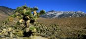 Information about Sierra Nevada